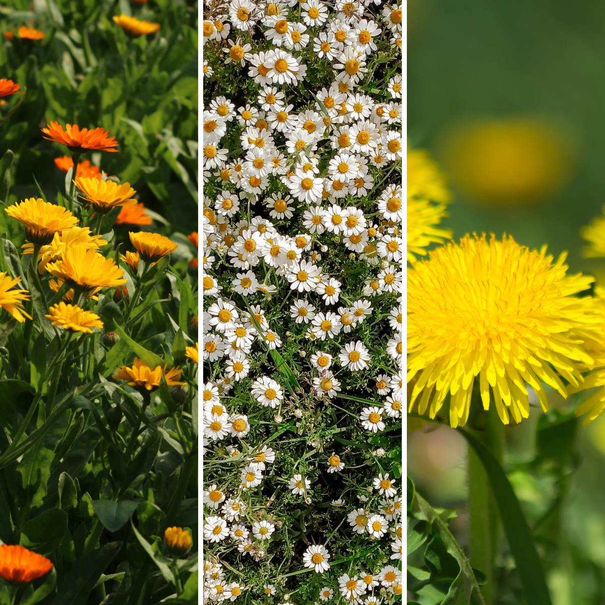 Farm-grown calendula, chamomile, and dandelion from Bloom & Bale