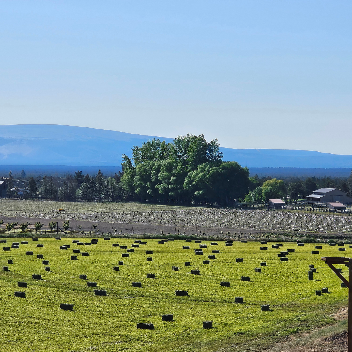 Orchard grass field at Bloom & Bale, Central Oregon
